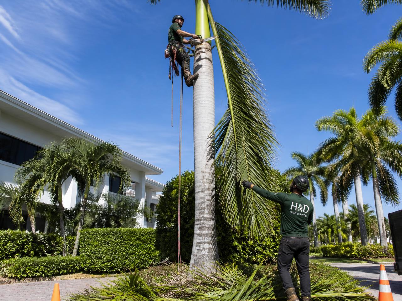 Palm Trimming